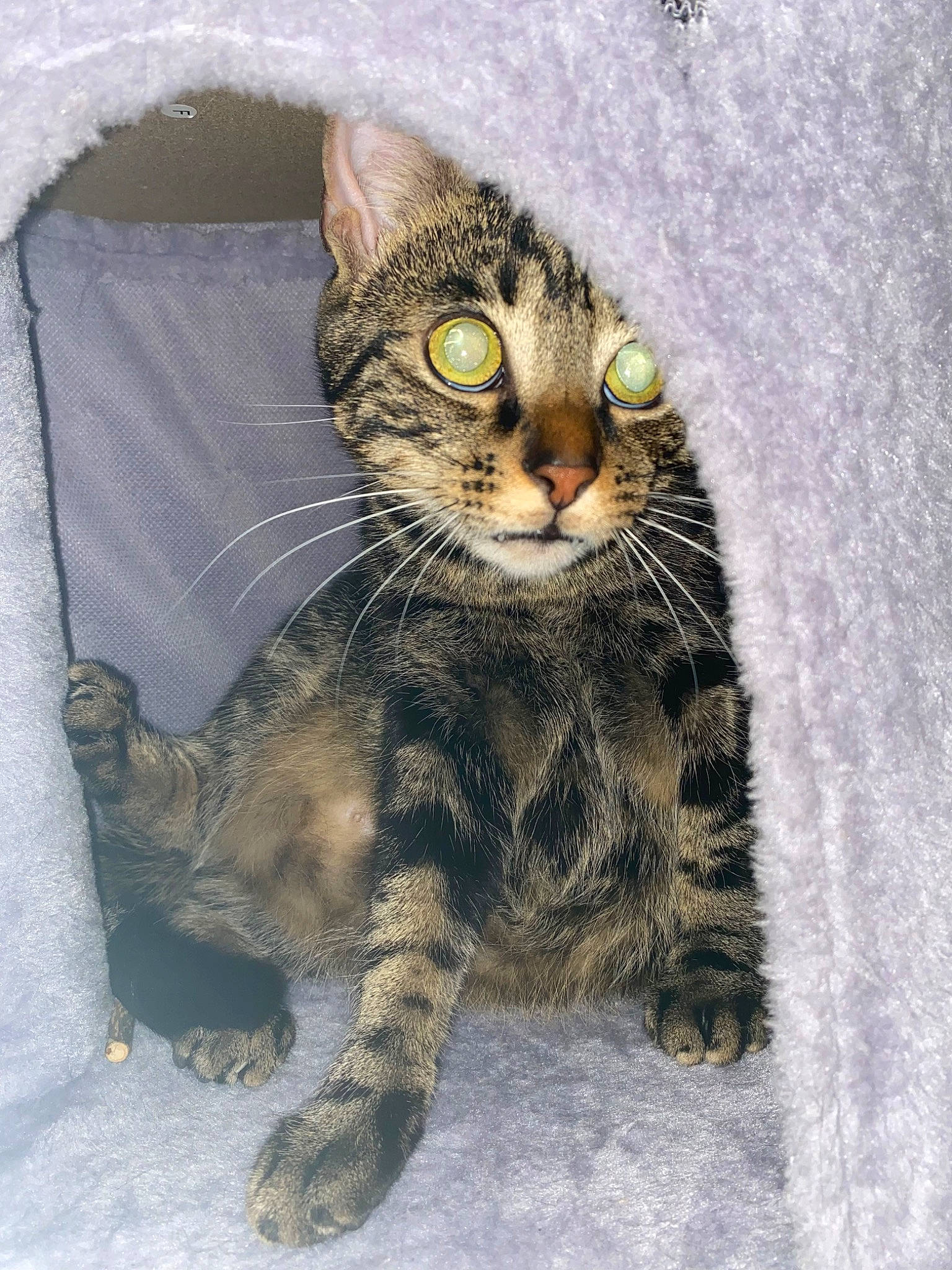 Ramzy a rejoint le concours — aidez-le/la à gagner de superbes lots ! carnivore, cat, claw, domestic_short_haired_cat, felidae, fur, paw, small_to_medium_sized_cats, snout, tail, terrestrial_animal, whiskers, wildlife, window