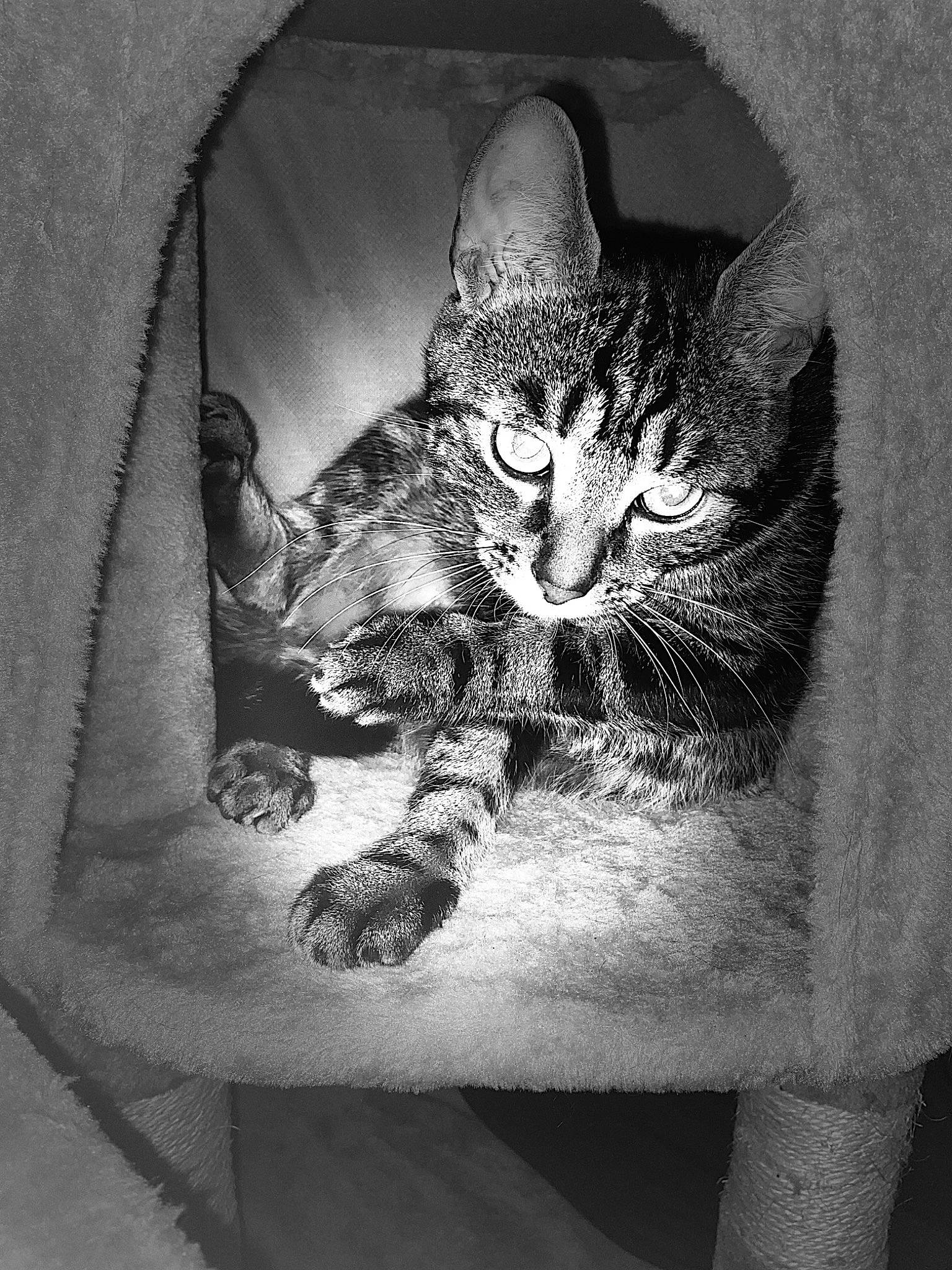 Ramzy a rejoint le concours — aidez-le/la à gagner de superbes lots ! black_and_white, carnivore, cat, comfort, darkness, domestic_short_haired_cat, felidae, fur, grey, human_leg, monochrome, monochrome_photography, sitting, sleeve, small_to_medium_sized_cats, snout, style, tail, textile, whiskers