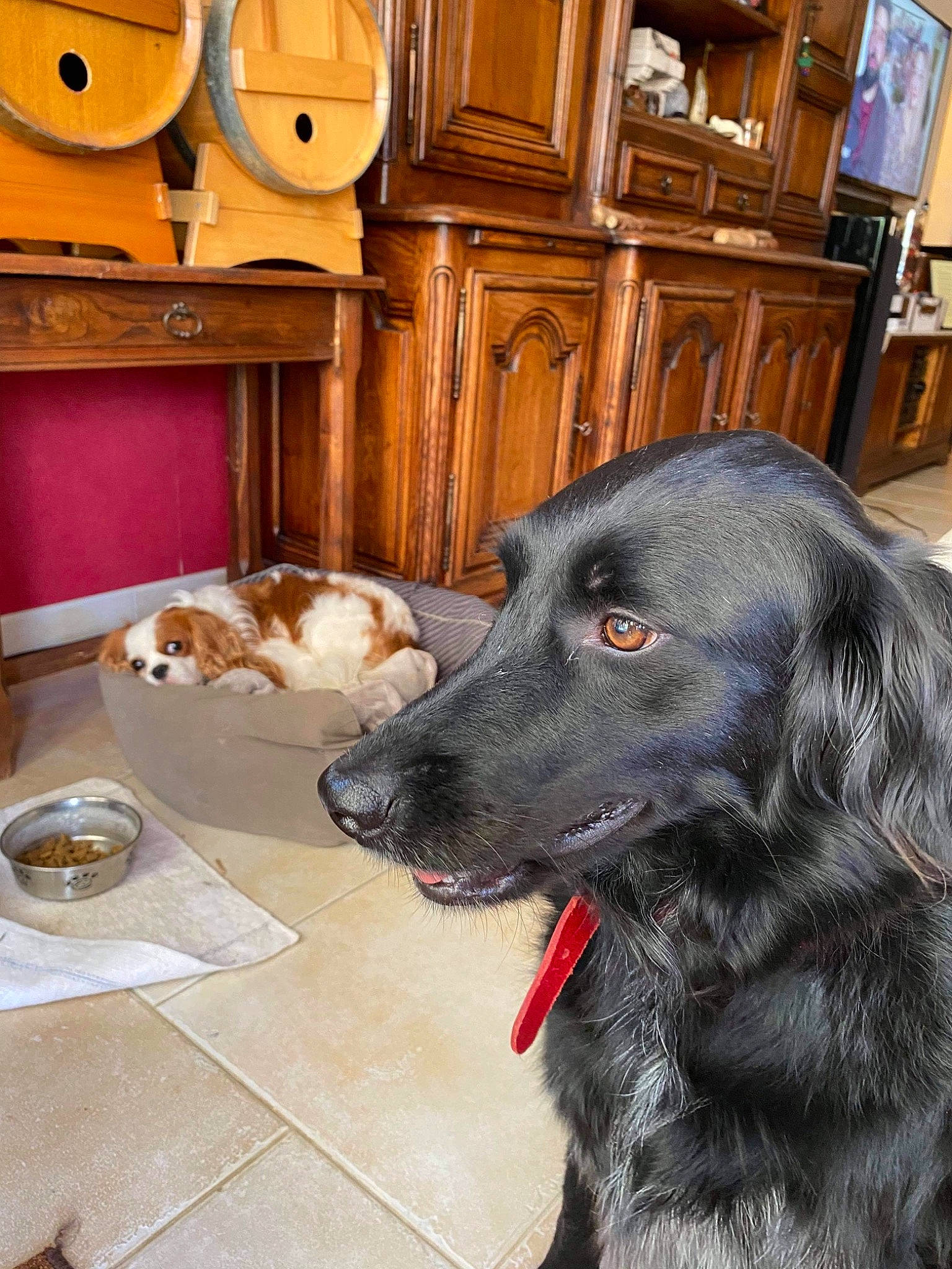 Mitsy a rejoint le concours — aidez-le/la à gagner de superbes lots ! borador, cabinetry, canidae, carnivore, companion_dog, cupboard, dog, dog_breed, floor, flooring, fur, gun_dog, hardwood, liver, sporting_group, varnish, whiskers, wood, wood_stain, working_animal