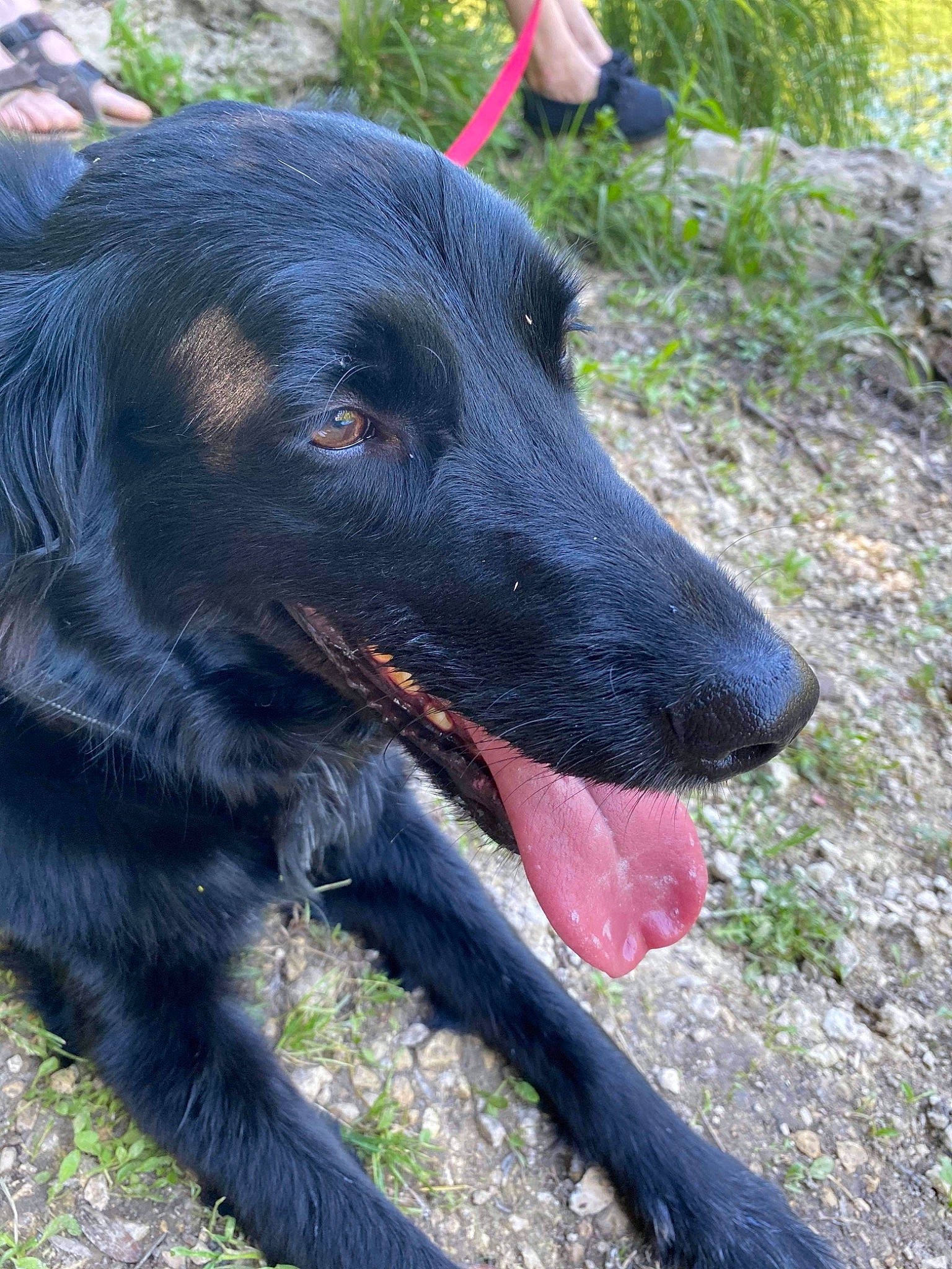 Mitsy participe au concours pour gagner de l'argent avec cette photo : adventure, borador, canidae, carnivore, collar, companion_dog, dog, dog_breed, dog_collar, grass, guard_dog, gun_dog, hunting_dog, plant, snout, sporting_group, tracking_trial, working_animal, working_dog