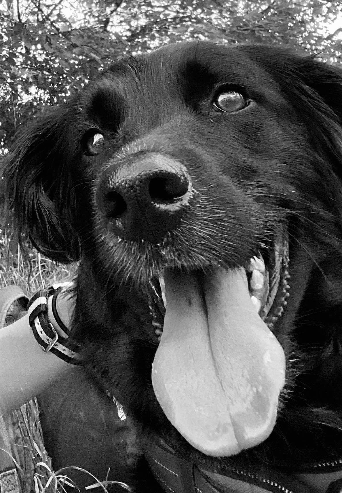 Mitsy participe au concours pour gagner de l'argent avec cette photo : canidae, carnivore, companion_dog, dog, dog_breed, dog_collar, fang, grass, gun_dog, jaw, liver, monochrome, monochrome_photography, smile, snout, sporting_group, style, tree, whiskers, working_animal