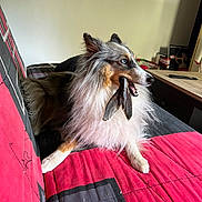 Urielle participe au concours pour gagner de l'argent avec cette photo : dog, couch, indoor, pet, fish, animal, fur, blue_eyes, furniture, resting, red, black, white, long_hair, side_view, snout, ears, paw, living_room, relaxed