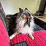 dog, couch, indoor, pet, fish, animal, fur, blue_eyes, furniture, resting, red, black, white, long_hair, side_view, snout, ears, paw, living_room, relaxed