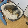 Urielle participe au concours pour gagner de l'argent avec cette photo : dog, sleeping, pet_bed, fluffy, indoor, wooden_floor, plush_toy, snake_toy, cozy, resting, animal, fur, domestic, quiet, relaxing, home, corner, radiator, electrical_outlet, cord