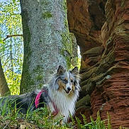 Urielle a rejoint le concours — aidez-le/la à gagner de superbes lots ! dog, forest, tree, rock, moss, greenery, sunlight, outdoor, nature, animal, canine, fur, pink_harness, leaf, bark, scenery, wildlife, pet, happy, daytime