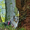 dog, forest, tree, rock, moss, greenery, sunlight, outdoor, nature, animal, canine, fur, pink_harness, leaf, bark, scenery, wildlife, pet, happy, daytime