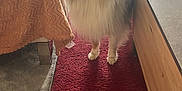 Urielle a rejoint le concours — aidez-le/la à gagner de superbes lots ! dog, shetland_sheepdog, pet, indoor, carpet, furniture, blanket, living_room, floor, window, chair, table, domestic_animal, canine, fur, ears, animal, home, standing, smiling