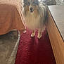 dog, shetland_sheepdog, pet, indoor, carpet, furniture, blanket, living_room, floor, window, chair, table, domestic_animal, canine, fur, ears, animal, home, standing, smiling
