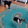cat, dog, pet, indoor, rug, floor, heater, wooden_floor, black_cat, small_dog, curious, animal, domestic, looking_up, furniture, home, cozy, companion, floor_mat, curiosity