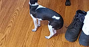 Buddy is registered to the contest to win money with this photo: dog, small_dog, black_and_white, wooden_floor, office_chair, boots, rug, indoor, pet, animal, flooring, looking_away, curious, domestic, home, footwear, chair_wheels, patterned_rug, black_boots, white_spot