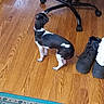 dog, small_dog, black_and_white, wooden_floor, office_chair, boots, rug, indoor, pet, animal, flooring, looking_away, curious, domestic, home, footwear, chair_wheels, patterned_rug, black_boots, white_spot