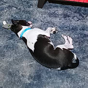 Buddy joined the competition — help win amazing prizes! dog, black_and_white, lying_down, carpet, blue_carpet, indoor, pet, collar, toy, heater, warmth, relaxed, resting, floor, animal, domestic_animal, fur, snout, paw, sleeping