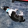 dog, black_and_white, lying_down, carpet, blue_carpet, indoor, pet, collar, toy, heater, warmth, relaxed, resting, floor, animal, domestic_animal, fur, snout, paw, sleeping
