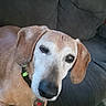Brownie is registered to the contest to win money with this photo: dog, pet, canine, brown_coat, white_face, collar, tag, couch, indoor, close_up, animal, domestic_animal, face, ears, snout, fur, looking_at_camera, relaxed, companion, cute