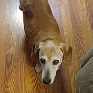 Brownie joined the competition — help win amazing prizes! dog, pet, brown, wooden_floor, indoor, canine, looking_up, ears, fur, animal, companion, home, flooring, portrait, cute, domestic, mammal, friendly, household, floor