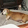 Brownie joined the competition — help win amazing prizes! dog, dachshund, sleeping, bed, pet_bed, indoor, carpet, furniture, figurine, decor, cords, brown_dog, resting, canine, domestic_animal, cozy, relaxing, home_interior, quiet, companion