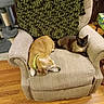 Peace joined the competition — help win amazing prizes! armchair, beige, blanket, brown, cat, collar, cozy, dog, domestic, furniture, green, home, indoor, pet, relaxing, resting, scratching_post, siamese_cat, sleeping_dog, wooden_floor