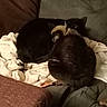 Peace joined the competition — help win amazing prizes! animal, black_cat, blanket, cat, companion_animal, couch, cozy, cute, domestic_cat, feline, fur, home, indoor, mammal, pets, relaxing, resting, sleeping, snuggling, two_cats
