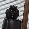 War is registered to the contest to win money with this photo: animal, black_cat, cat, dark_object, domestic_animal, ears, eyes, feline, fur, home, household, indoor, looking, mammal, pet, portrait, sitting, staring, window, window_blinds