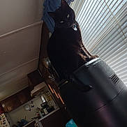 War is registered to the contest to win money with this photo: appliance, black_cat, cat, collar, curious, curtain, domestic_animal, feline, furniture, green_eyes, household, indoor, kitchen, pet, shadow, sunlight, table, window, window_blinds, wooden_table