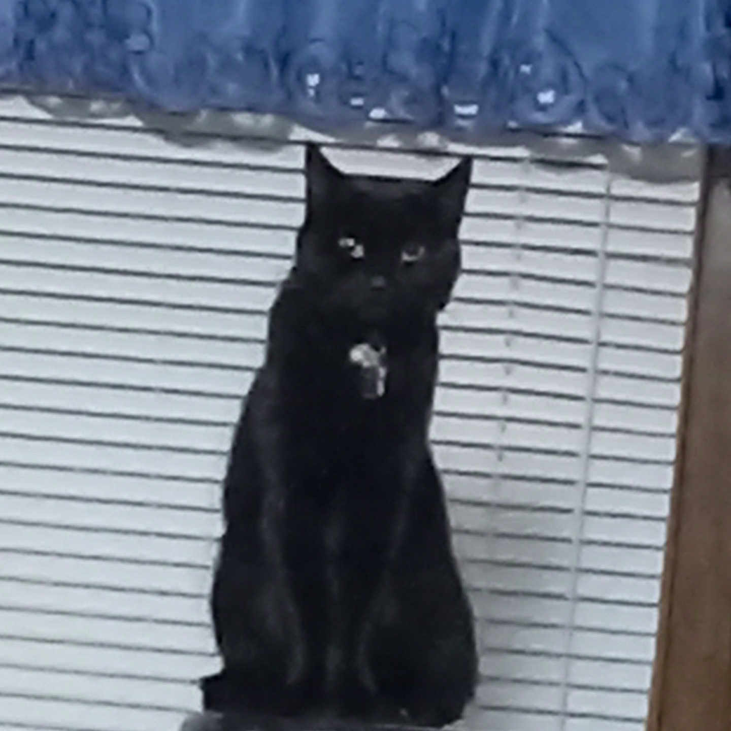 War is registered to the contest to win money with this photo: animal, black_cat, blue_curtain, cat, curtain, dark_fur, domestic_cat, feline, home, household, indoor, looking, mysterious, pet, quiet, shadow, sitting, still, vertical_blinds, window_blinds