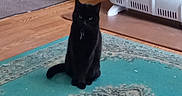 War is registered to the contest to win money with this photo: animal, black_cat, calm, cat, cozy, domestic, door, feline, floor, furniture, heater, home, indoor, looking, patterned_rug, pet, quiet, rug, sitting, wooden_floor
