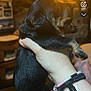 animal, black, bracelet, cozy, cute, dog, domestic_animal, furry, hand, holding, indoor, pet, portrait, puppy, small, tan, warm_colors, warm_lighting, wooden_furniture, young_animal