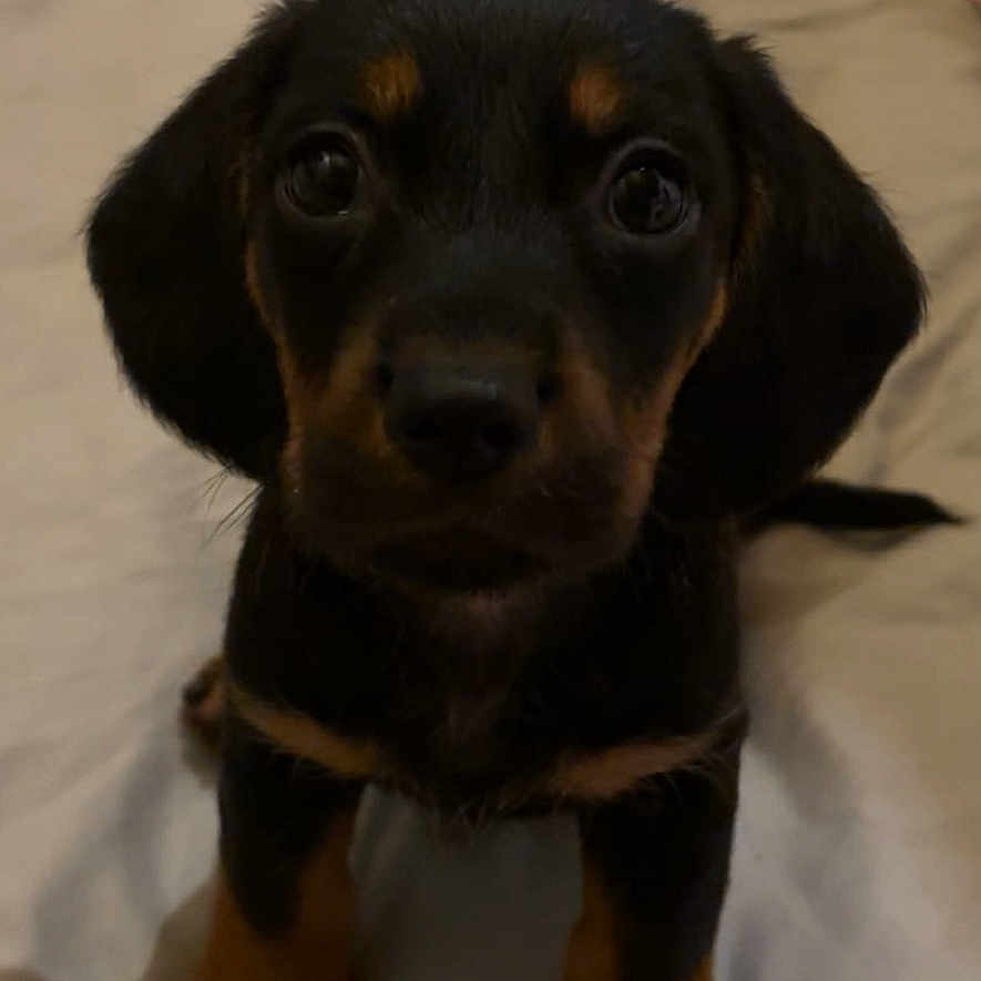 Mike is registered to the contest to win money with this photo: adorable, animal, bed, black_and_tan, blanket, cozy, cute, dog, ears, eyes, fur, indoors, looking_up, nose, paws, pet, puppy, small, soft, young