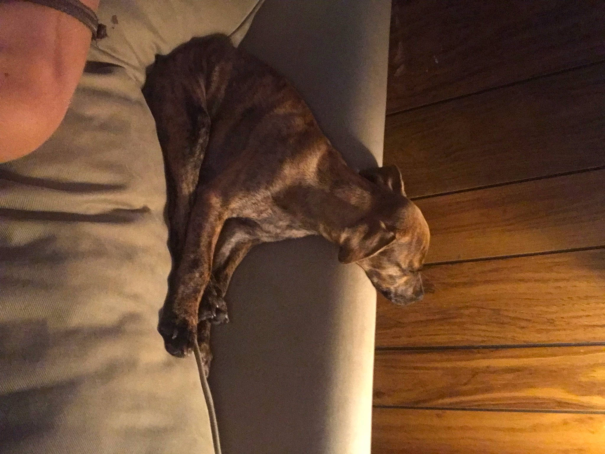 Jake is registered to the contest to win money with this photo: brown, carnivore, comfort, companion_dog, dog, dog_breed, fawn, felidae, flooring, fur, hardwood, human_leg, plank, small_to_medium_sized_cats, snout, tail, tints_and_shades, whiskers, wood, wood_stain