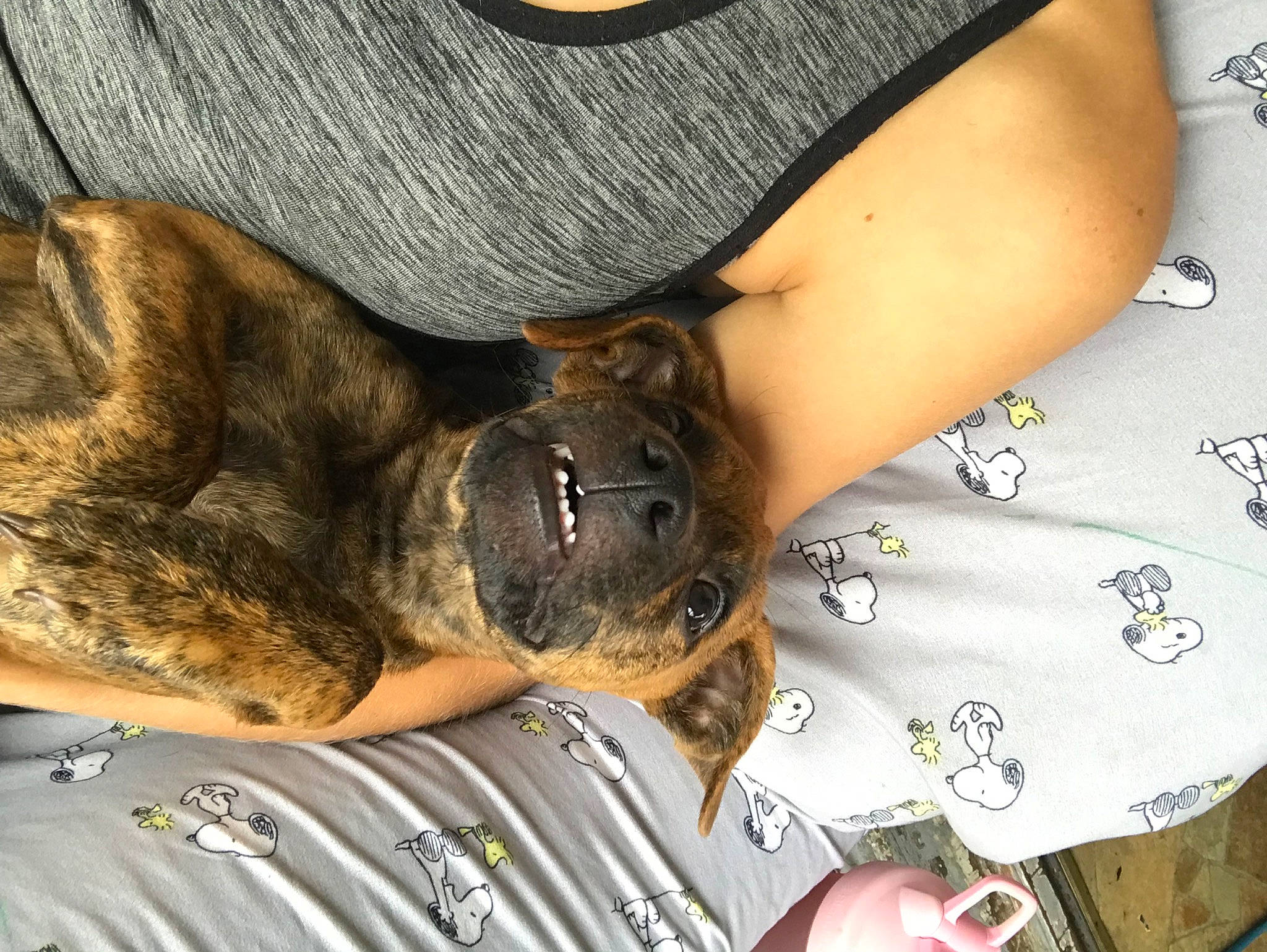 Jake is registered to the contest to win money with this photo: carnivore, companion_dog, cool, dog, dog_breed, elbow, eyewear, fawn, finger, gesture, human_body, human_leg, joint, nail, pattern, sleeve, sunglasses, temporary_tattoo, thigh, wrist