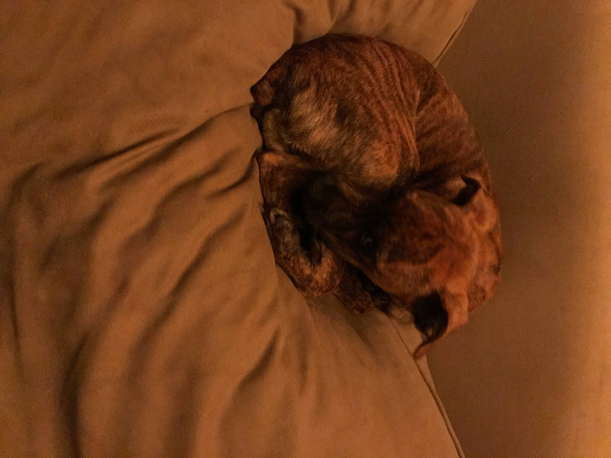 Jake joined the competition — help win amazing prizes! bulldog, canidae, carnivore, close_up, comfort, companion_dog, dog, dog_breed, ear, eye, fawn, liver, pug, snout, sporting_group, terrestrial_animal, toy_dog, whiskers, wood, wrinkle