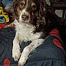 dog, brown, white, bed, blanket, indoor, pet, animal, fur, looking, eyes, face, paws, table, furniture, cozy, resting, comfort, home, portrait