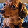 Bruno joined the competition — help win amazing prizes! adorable, animal, black_bag, blue_blanket, brown_fur, canine, closeup, cute, dachshund, dog, floppy_ears, indoor, long_body, pet, photography, portrait, puppy, short_legs, sitting, warm_lighting