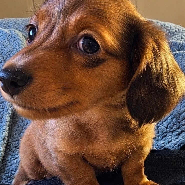 Bruno