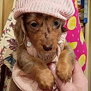 Bruno is registered to the contest to win money with this photo: animal, brown_fur, close_up, colorful_background, cute, dachshund, dog, floppy_ears, held_by_person, indoor, knitwear, looking_at_camera, paws, pet, pink_hat, pink_outfit, portrait, puppy, small_dog, wearing_clothes