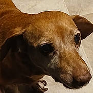 Bill is registered to the contest to win money with this photo: dog, brown_dog, pet, close_up, face, animal, canine, ears, fur, snout, nose, eye, looking_away, indoor, floor, tile_floor, portrait, companion, pet_animal, domestic_animal