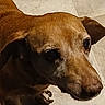 dog, brown_dog, pet, close_up, face, animal, canine, ears, fur, snout, nose, eye, looking_away, indoor, floor, tile_floor, portrait, companion, pet_animal, domestic_animal