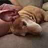 Bill joined the competition — help win amazing prizes! dog, resting, couch, indoor, pet, brown_dog, large_ears, relaxed, person_arm, furniture, close_up, domestic_animal, companion, soft_texture, laying_down, animal_face, cozy, home, comfort, sleepy