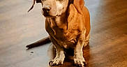 Bill joined the competition — help win amazing prizes! dog, brown_dog, small_dog, pet, animal, indoor, wooden_floor, floor, sitting, looking_up, ears, tail, cute, canine, domestic_animal, companion, fur, paws, eyes, waiting