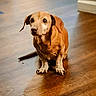 dog, brown_dog, small_dog, pet, animal, indoor, wooden_floor, floor, sitting, looking_up, ears, tail, cute, canine, domestic_animal, companion, fur, paws, eyes, waiting