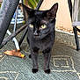 black_cat, cat, green_eyes, animal, pet, outdoor, rug, chair, legs, plant, leaf, garden, curious, alert, feline, whiskers, paws, fur, domestic_cat, closeup