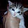 Effi
