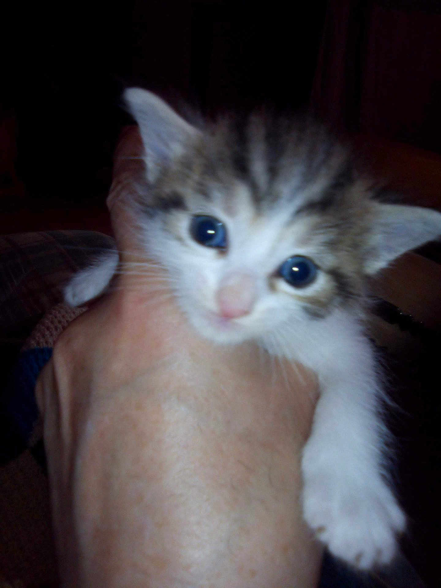 Effi