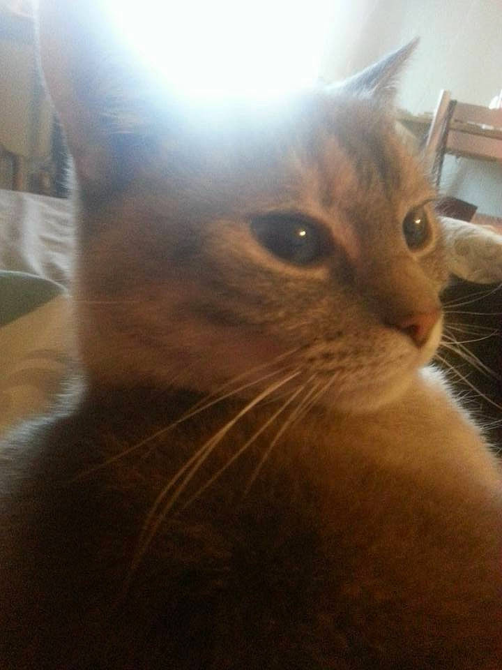 Chouka a rejoint le concours — aidez-le/la à gagner de superbes lots ! asian, carnivore, cat, domestic_short_haired_cat, fawn, felidae, fur, kitten, sky, small_to_medium_sized_cats, whiskers