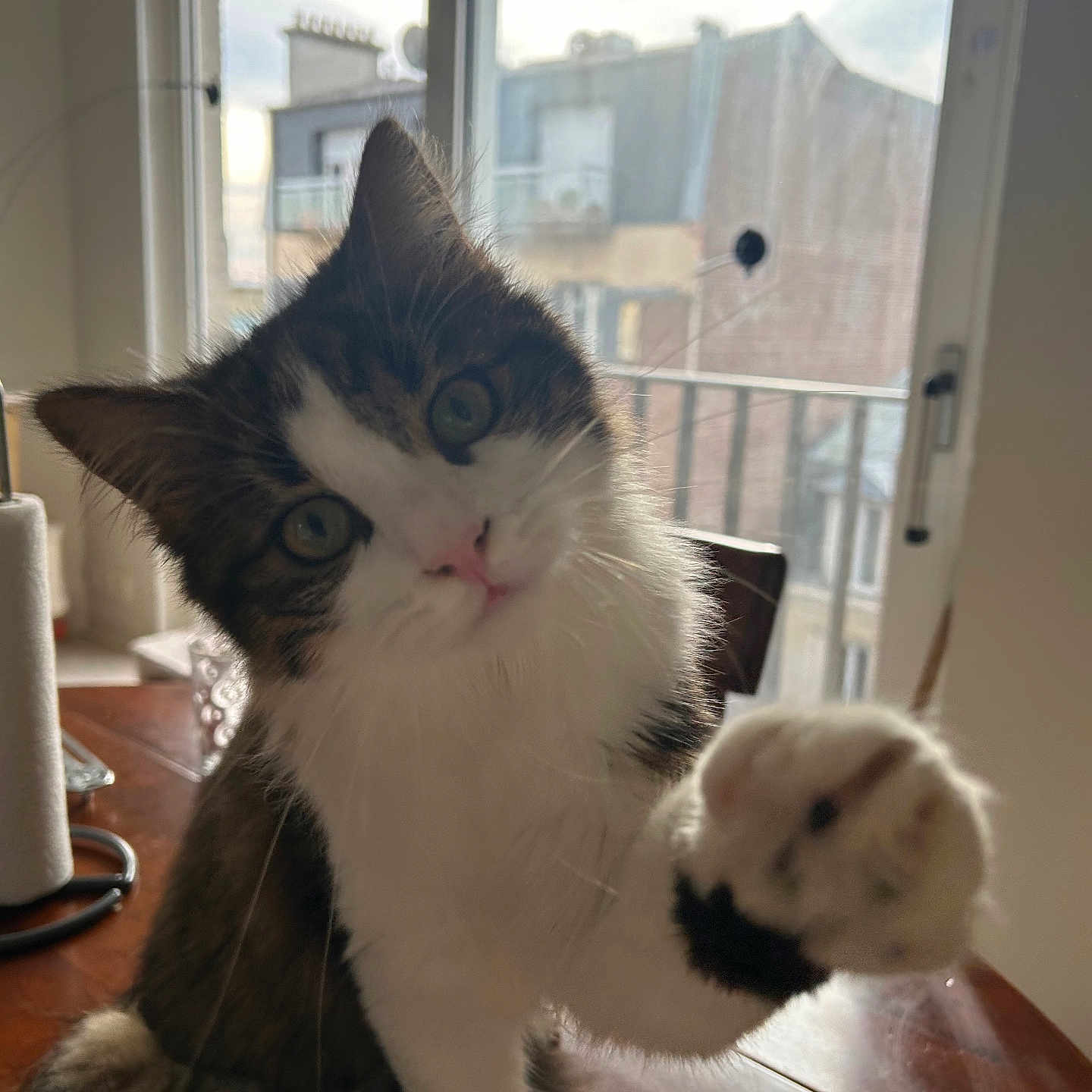 Pùma participe au concours pour gagner de l'argent avec cette photo : animal, cat, close_up, curious, daylight, domestic_animal, feline, fluffy, fur, green_eyes, home, house, indoor, paw, pet, playful, table, urban, whiskers, window
