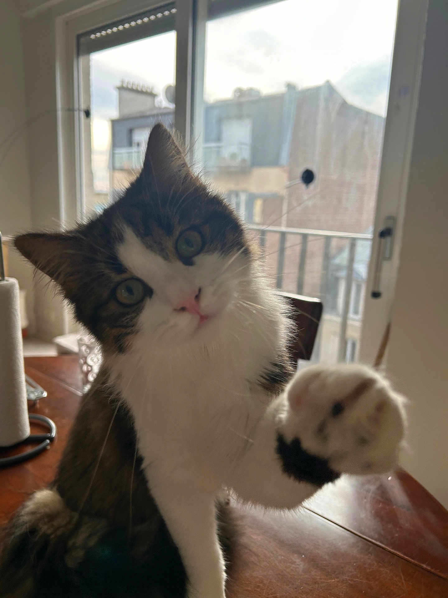 Pùma participe au concours pour gagner de l'argent avec cette photo : cat, paw, indoor, window, table, curious, fluffy, green_eyes, pet, domestic_animal, feline, house, urban, daylight, close_up, whiskers, fur, playful, home, animal