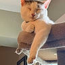 Sweet Pea joined the competition — help win amazing prizes! animal, cat, cat_tree, claws, closeup, cozy, cute, domestic, ears, feline, fur, indoor, paw, pet, relaxed, resting, sleeping, sunlight, whiskers, window