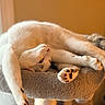 Sweet Pea is registered to the contest to win money with this photo: animal, bed, cat, closeup, comfortable, cozy, cute, feline, indoor, light, paw, pet, relaxed, resting, sleepy, soft_fur, stretching, tail, whiskers, window