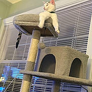 Sweet Pea joined the competition — help win amazing prizes! animal, calm, cat, cat_tree, comfortable, cozy, domestic_cat, feline, furniture, gray_cat, home, indoor, paws, pet, relaxed, resting, scratching_post, toy_ball, white_cat, window_blinds