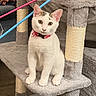 cat, cat_tree, collar, colorful_sticks, couch, cozy, curious, feline, furniture, gray, home, indoor, lock_screen, notifications, pet, phone_overlay, sitting, white_cat, window_blinds, wood_floor